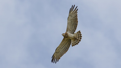 Yılan Kartalı (Circaetus gallicus) - Muğla / Köyceğiz kuş fotoğrafı