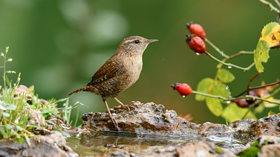 Çıtkuşu (Troglodytes troglodytes) - Denizli / Merkezefendi kuş fotoğrafı