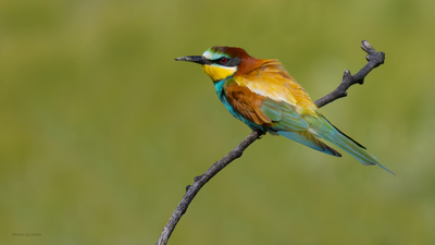 Arıkuşu (Merops apiaster) - Amasya / Taşova kuş fotoğrafı
