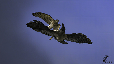 Atmaca (Accipiter nisus) - İzmir / Çiğli kuş fotoğrafı