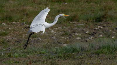 Büyük Ak Balıkçıl (Ardea alba) - Bilecik / Bozüyük kuş fotoğrafı