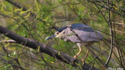 Gece Balıkçılı (Nycticorax nycticorax) - Kastamonu / Abana kuş fotoğrafı