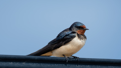 Kır Kırlangıcı (Hirundo rustica) - Adana / Karataş kuş fotoğrafı