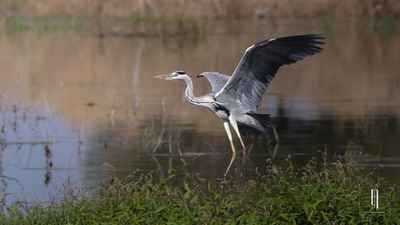 Gri Balıkçıl (Ardea cinerea) - Malatya / Battalgazi kuş fotoğrafı