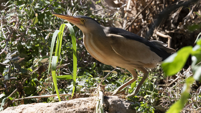 Küçük Balaban (Botaurus minutus) - KKTC / Girne kuş fotoğrafı