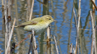 Çıvgın (Phylloscopus collybita) - Malatya / Battalgazi kuş fotoğrafı