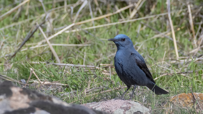 Gökardıç (Monticola solitarius) - Ankara / Altındağ kuş fotoğrafı