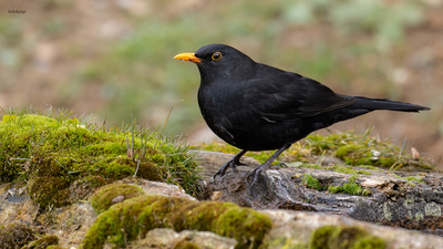 Karatavuk (Turdus merula) - Bilecik / Bozüyük kuş fotoğrafı