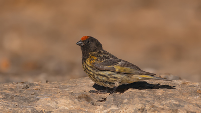 Kara İskete (Serinus pusillus) - Kayseri / Yahyalı kuş fotoğrafı