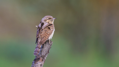 Boyunçeviren (Jynx torquilla) - Bolu / Yeniçağa kuş fotoğrafı