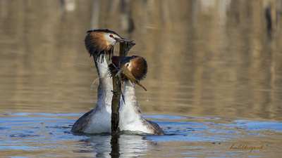 Bahri (Podiceps cristatus) - Ankara / Gölbaşı kuş fotoğrafı
