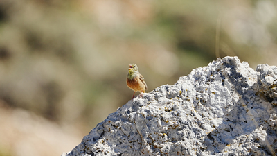 Kirazkuşu (Emberiza hortulana) - Antalya / Elmalı kuş fotoğrafı