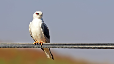 Ak Çaylak (Elanus caeruleus) - Malatya / Arguvan kuş fotoğrafı