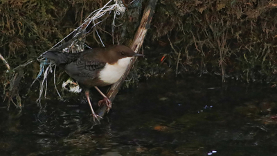 Derekuşu (Cinclus cinclus) - Van / Çatak kuş fotoğrafı