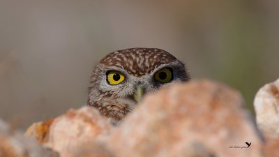 Kukumav (Athene noctua) - Mersin / Silifke kuş fotoğrafı