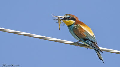 Arıkuşu (Merops apiaster) - Isparta / Senirkent kuş fotoğrafı