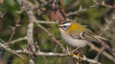 Sürmeli Çalıkuşu (Regulus ignicapilla) - İstanbul / Şile kuş fotoğrafı