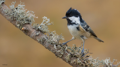 Çam Baştankarası (Periparus ater) - Bilecik / Bozüyük kuş fotoğrafı