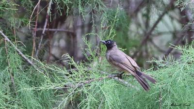 Arapbülbülü (Pycnonotus xanthopygos) - Osmaniye / Kadirli kuş fotoğrafı