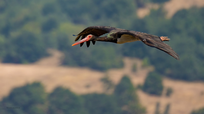 Kara Leylek (Ciconia nigra) - Bilecik / Bozüyük kuş fotoğrafı