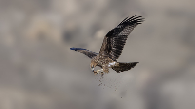 Kara Çaylak (Milvus migrans) - Malatya / Battalgazi kuş fotoğrafı
