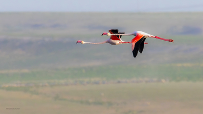 Flamingo (Phoenicopterus roseus) - Eskişehir / Sivrihisar kuş fotoğrafı