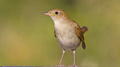 Bülbül (Luscinia megarhynchos) - Mersin / Çamlıyayla kuş fotoğrafı