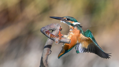 Yalıçapkını (Alcedo atthis) - Ankara / Gölbaşı kuş fotoğrafı