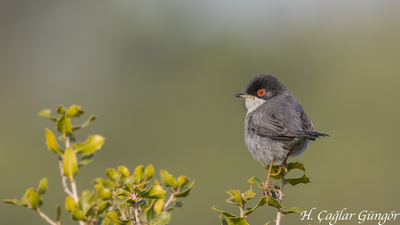 Maskeli Ötleğen (Curruca melanocephala) - İzmir / Buca kuş fotoğrafı