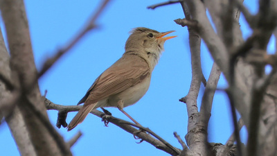 Ak Mukallit kuş fotoğrafı
