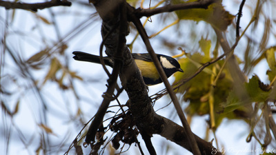 Büyük Baştankara (Parus major) - İstanbul / Şile kuş fotoğrafı