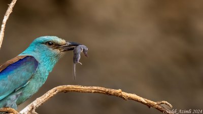 Gökkuzgun (Coracias garrulus) - KKTC / Güzelyurt kuş fotoğrafı
