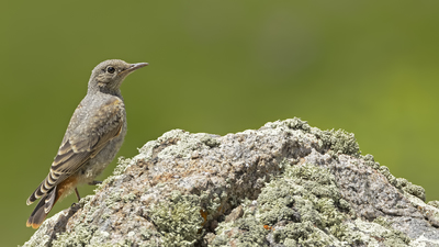 Taşkızılı (Monticola saxatilis) - Rize / İkizdere kuş fotoğrafı