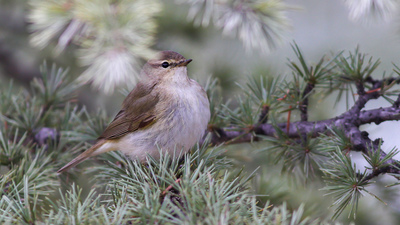 Çıvgın (Phylloscopus collybita) - Tokat / Zile kuş fotoğrafı