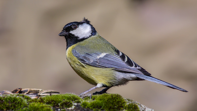 Büyük Baştankara (Parus major) - Ankara / Ayaş kuş fotoğrafı