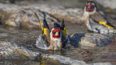 Saka (Carduelis carduelis) - Ankara / Gölbaşı kuş fotoğrafı