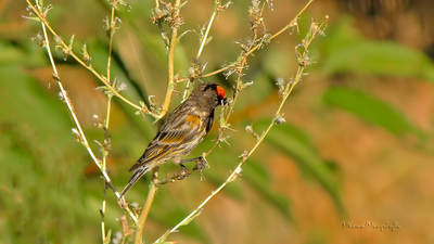 Kara İskete (Serinus pusillus) - Niğde / Ulukışla kuş fotoğrafı