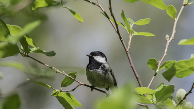 Çam Baştankarası (Periparus ater) - Burdur / Bucak kuş fotoğrafı
