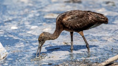 Çeltikçi (Plegadis falcinellus) - KKTC / Lefkoşa kuş fotoğrafı