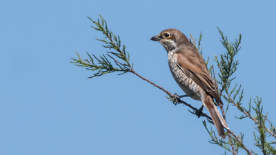 Kızılsırtlı Örümcekkuşu (Lanius collurio) - Ankara / Kahramankazan kuş fotoğrafı