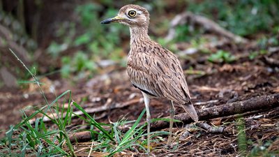 Kocagöz (Burhinus oedicnemus) - Ankara / Gölbaşı kuş fotoğrafı