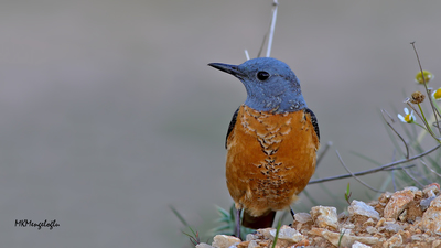 Taşkızılı (Monticola saxatilis) - Çorum / Merkez kuş fotoğrafı