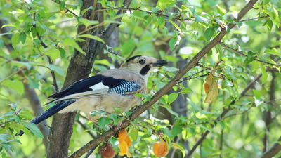 Alakarga (Garrulus glandarius) - Malatya / Doğanşehir kuş fotoğrafı