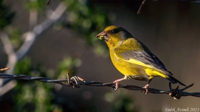 Florya (Chloris chloris) - KKTC / Güzelyurt kuş fotoğrafı