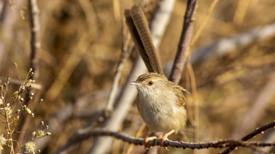 Dikkuyruklu Ötleğen (Prinia lepida) - Şanlıurfa / Bozova kuş fotoğrafı