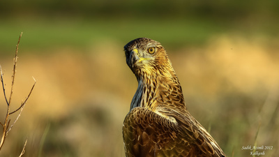 Tavşancıl (Aquila fasciata) - KKTC / Güzelyurt kuş fotoğrafı