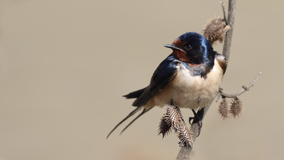 Kır Kırlangıcı (Hirundo rustica) - Malatya / Battalgazi kuş fotoğrafı