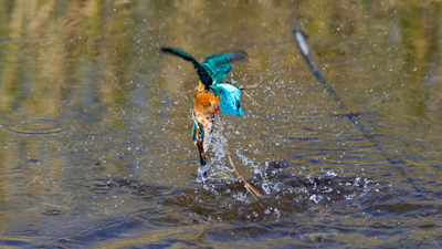 Yalıçapkını (Alcedo atthis) - Ankara / Gölbaşı kuş fotoğrafı