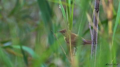 Saz Kamışçını (Acrocephalus scirpaceus) - Osmaniye / Bahçe kuş fotoğrafı