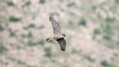 Gök Doğan (Falco peregrinus) - Afyonkarahisar / Merkez kuş fotoğrafı